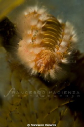 Fireworm portrait's. by Francesco Pacienza 